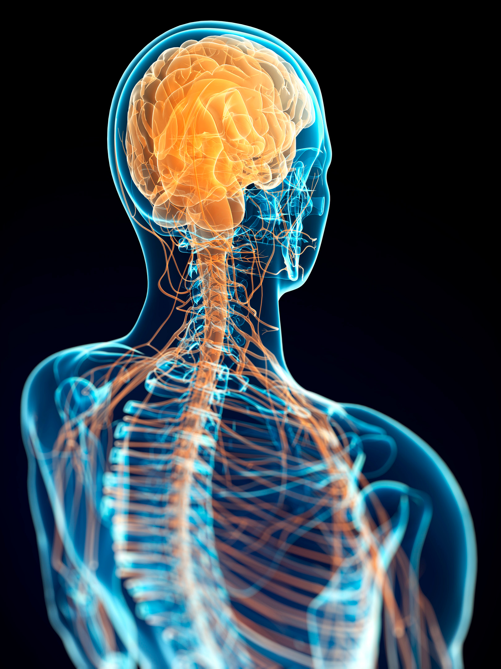 The Vagus Nerve and Your Health